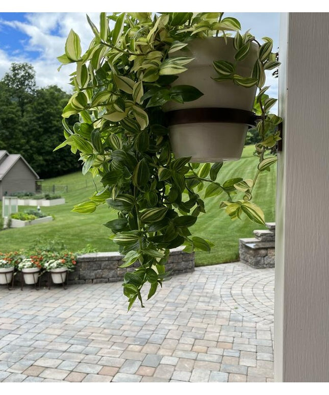 Industrial Farm Co Hudson Wall Planter Ring in taupe holding cascading green plants on outdoor patio with stone wall