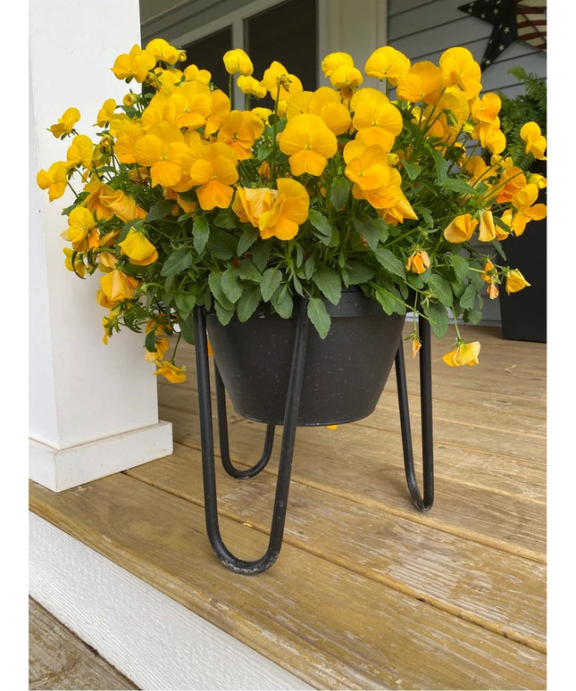 The Dorio Raised Planter by Industrial Farm Co with black metal hairpin legs holding potted yellow pansies on wooden deck