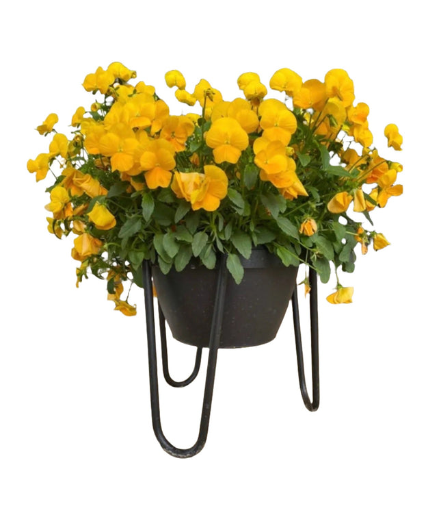 The Dorio Raised Planter Planter 6" Depth 8" Tall | Industrial Farm Co