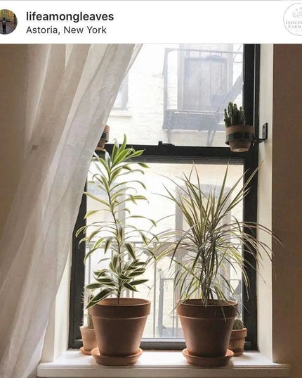 The Hudson Wall Mounted Potholder Plant Holder 6" Pot Finish Black Powder Coat | Industrial Farm Co